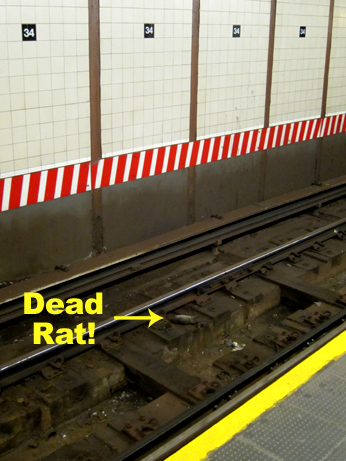 34th Street Subway Rat